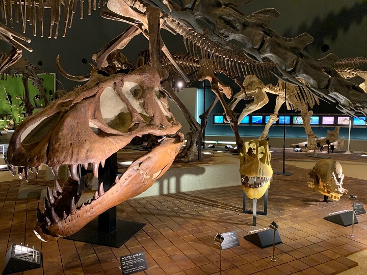 神奈川県立生命の星・地球博物館入館料の恐竜