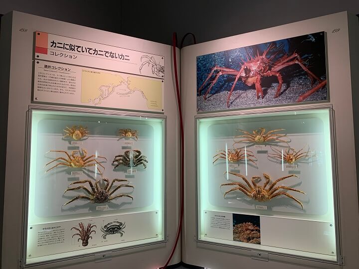 神奈川県立生命の星・地球博物館の展示物